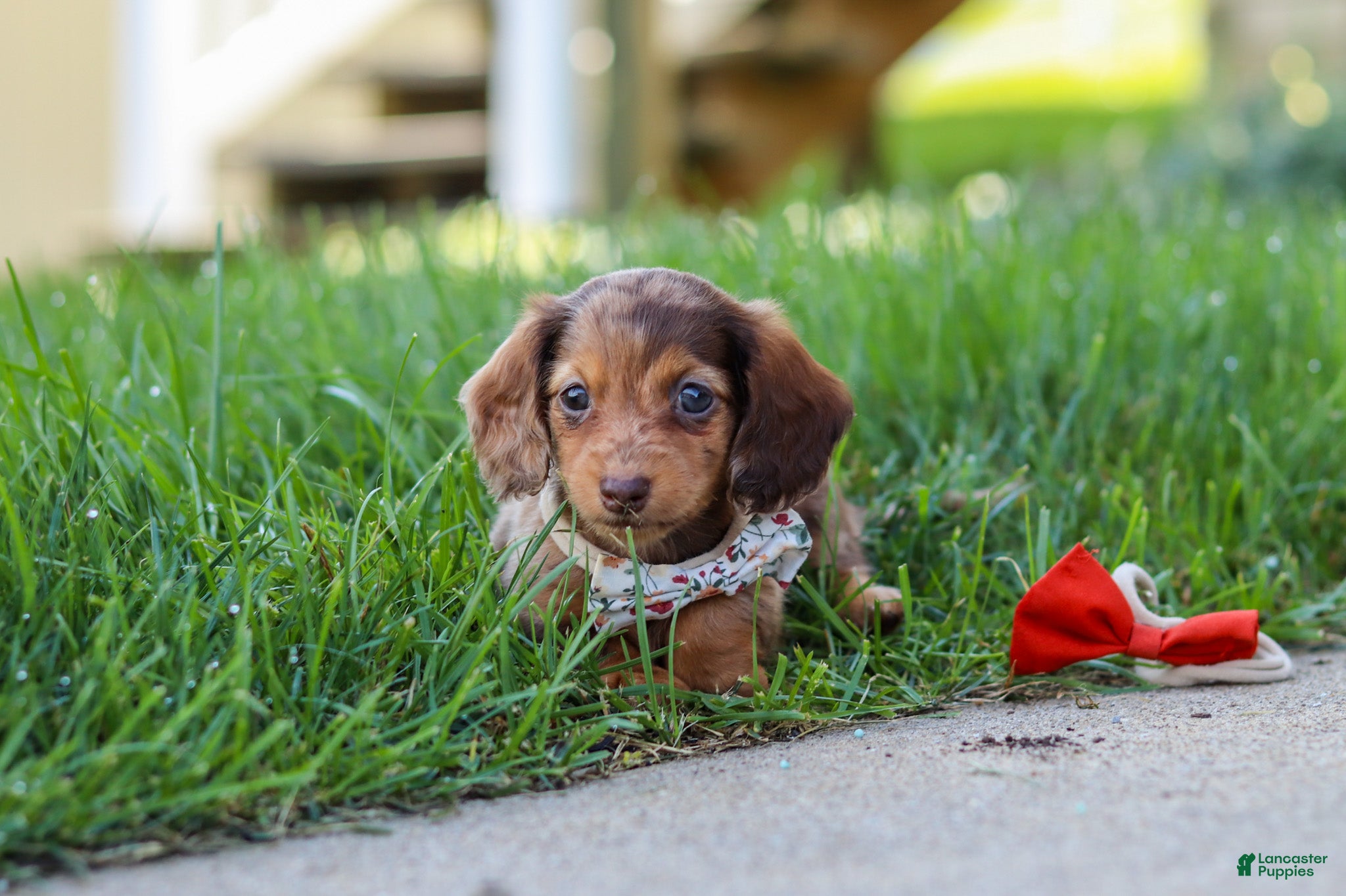Miniature Dachshund dogs Chloe - Ad 2
