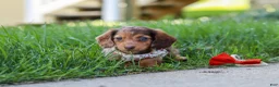 Miniature Dachshund dogs for sale: Chloe - Ad 2