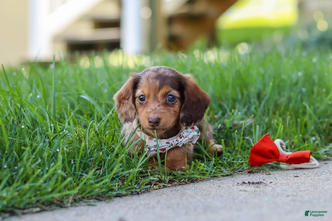 Miniature Dachshund dogs for sale: Chloe - Ad 2