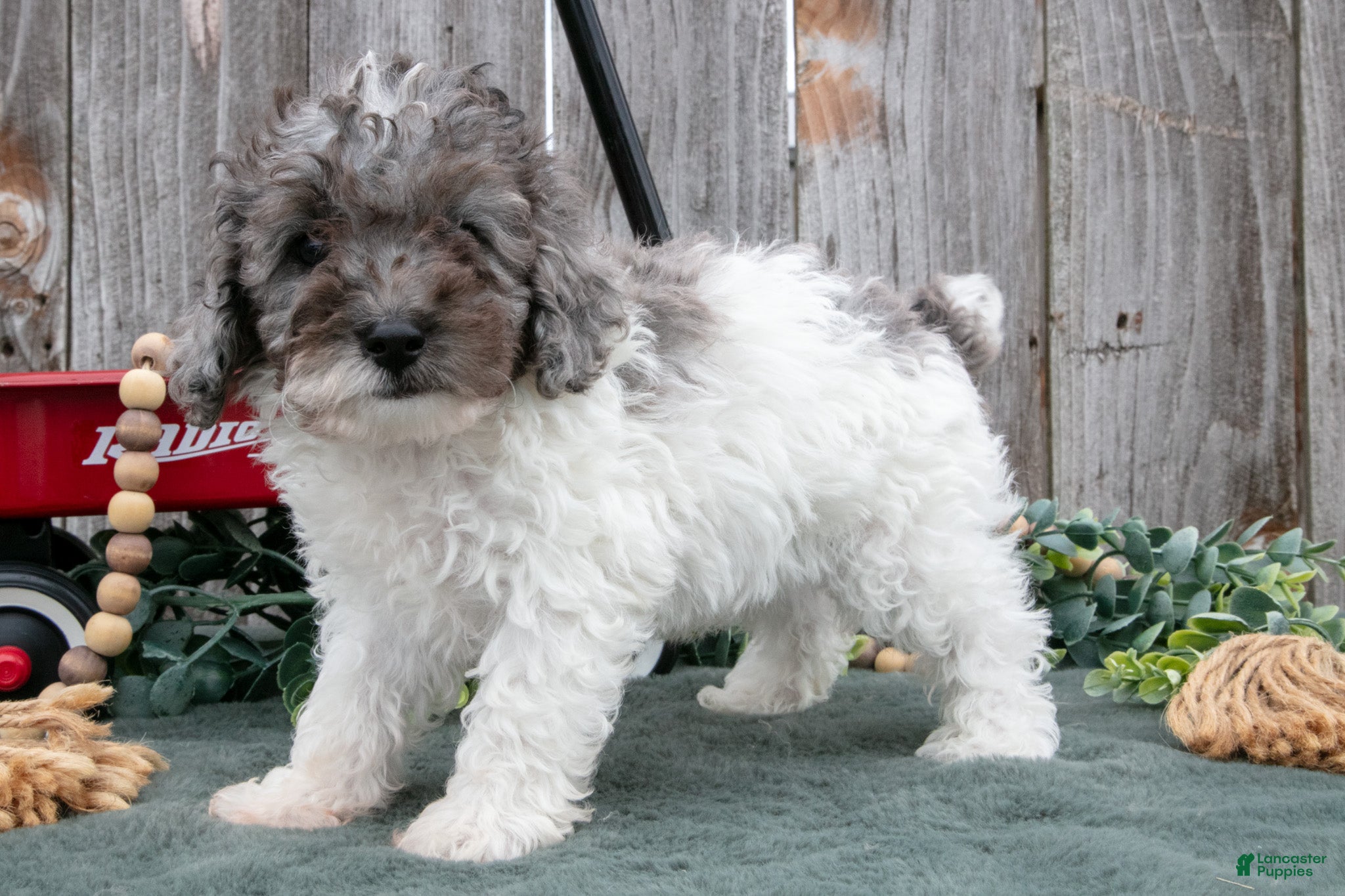 Toy Poodle dogs Dazzle - Ad 1