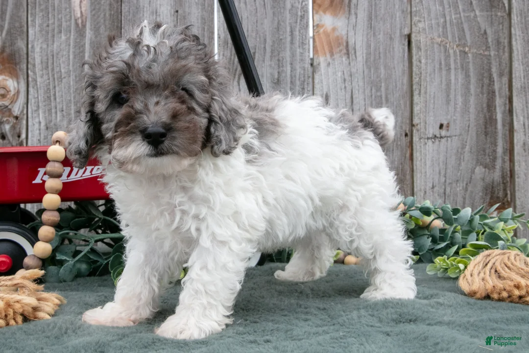 Toy Poodle dogs for sale: Dazzle - Ad 1