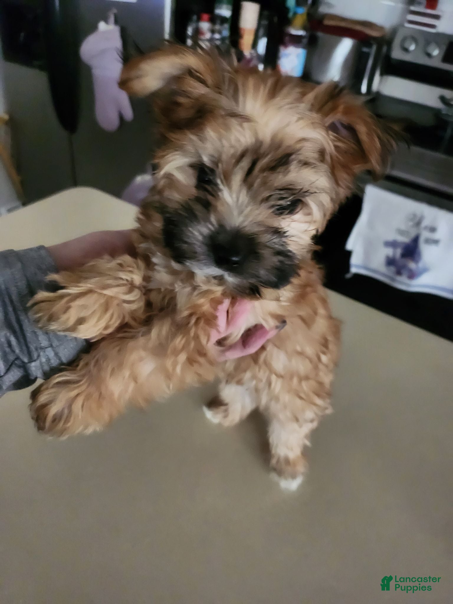 Morkie dogs Brownie - Ad 5