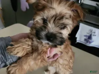 Morkie dogs Brownie - Ad 5