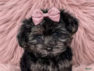 Maltipoo dogs Maltipoo 1 - Ad 7