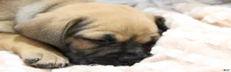 Puggle dogs for sale: Sierra - Ad 6