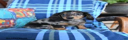 Miniature Dachshund dogs for sale: Birdie - Ad 3