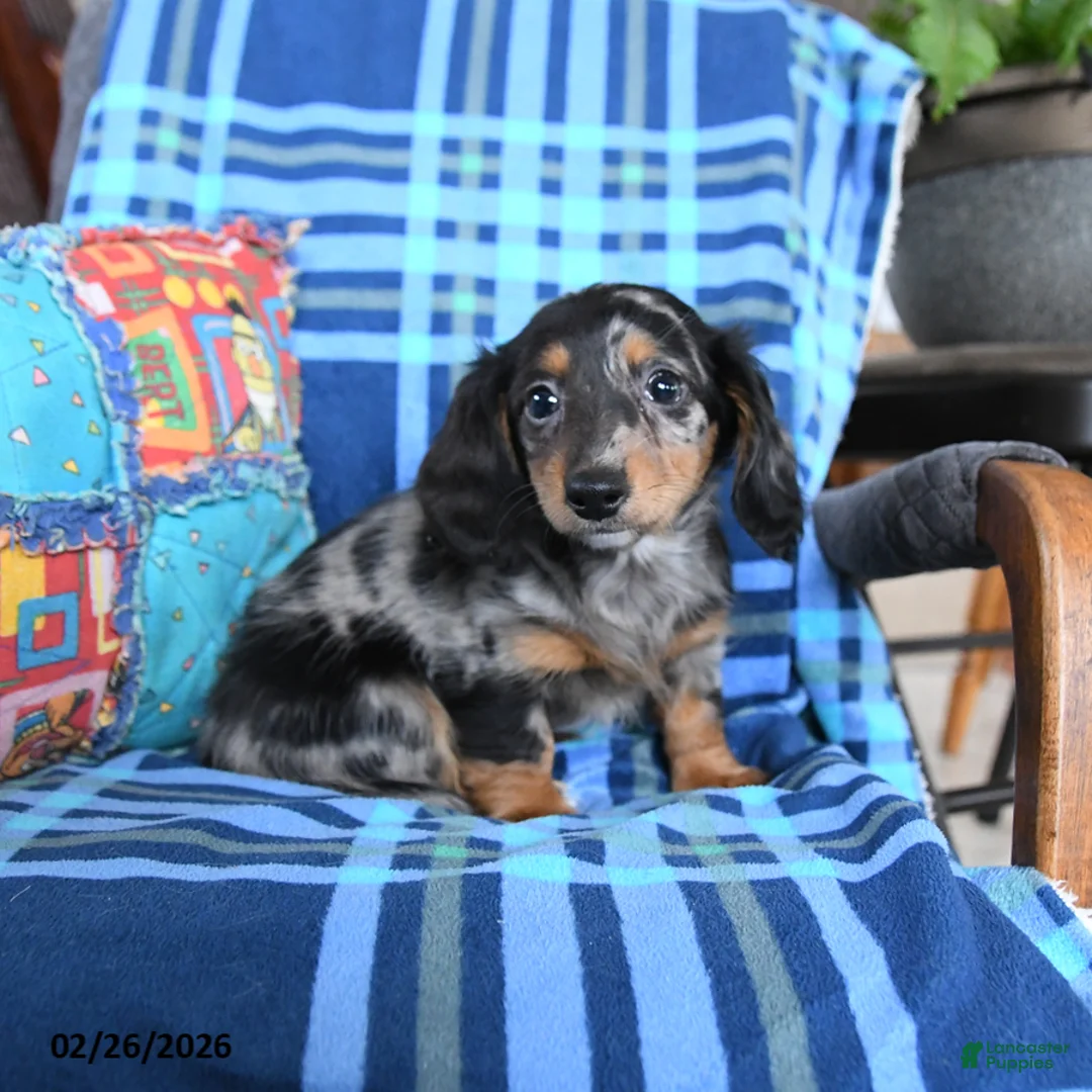 Miniature Dachshund dogs for sale: Birdie - Ad 3