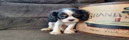 Cavalier King Charles Spaniel dogs for sale: Wesley - Ad 4