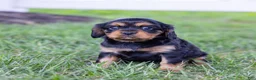 Cavalier King Charles Spaniel dogs for sale: Waldo - Ad 15