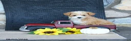 Maltipoo dogs for sale: Donna - Ad 4