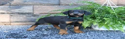 Doberman Pinscher dogs for sale: Pepper - Ad 4