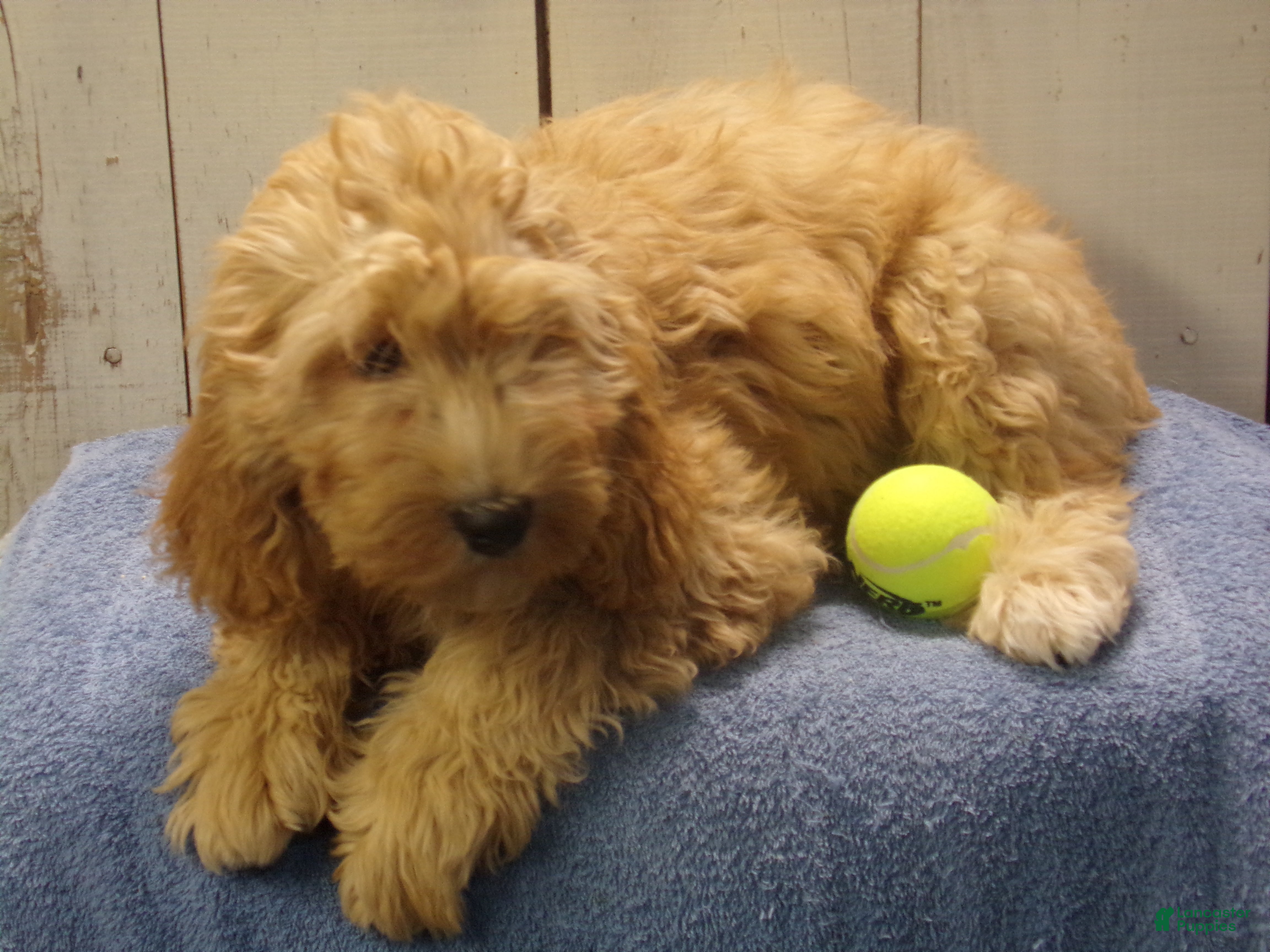 Cockapoo dogs Baxter - Ad 7