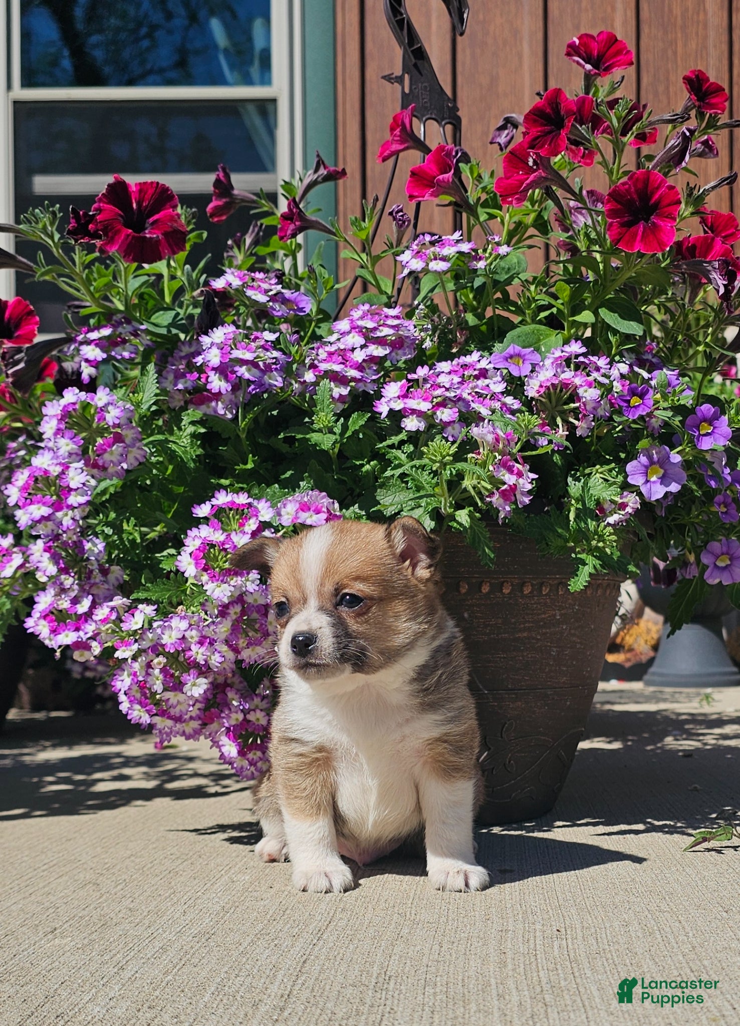 Pomchi dogs Pomchi Puppy 3 - Ad 2