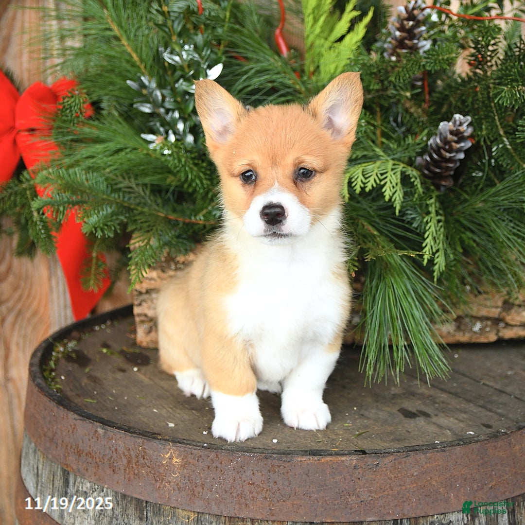 Welsh Corgi Pembroke dogs for sale: Aspen - Ad 2