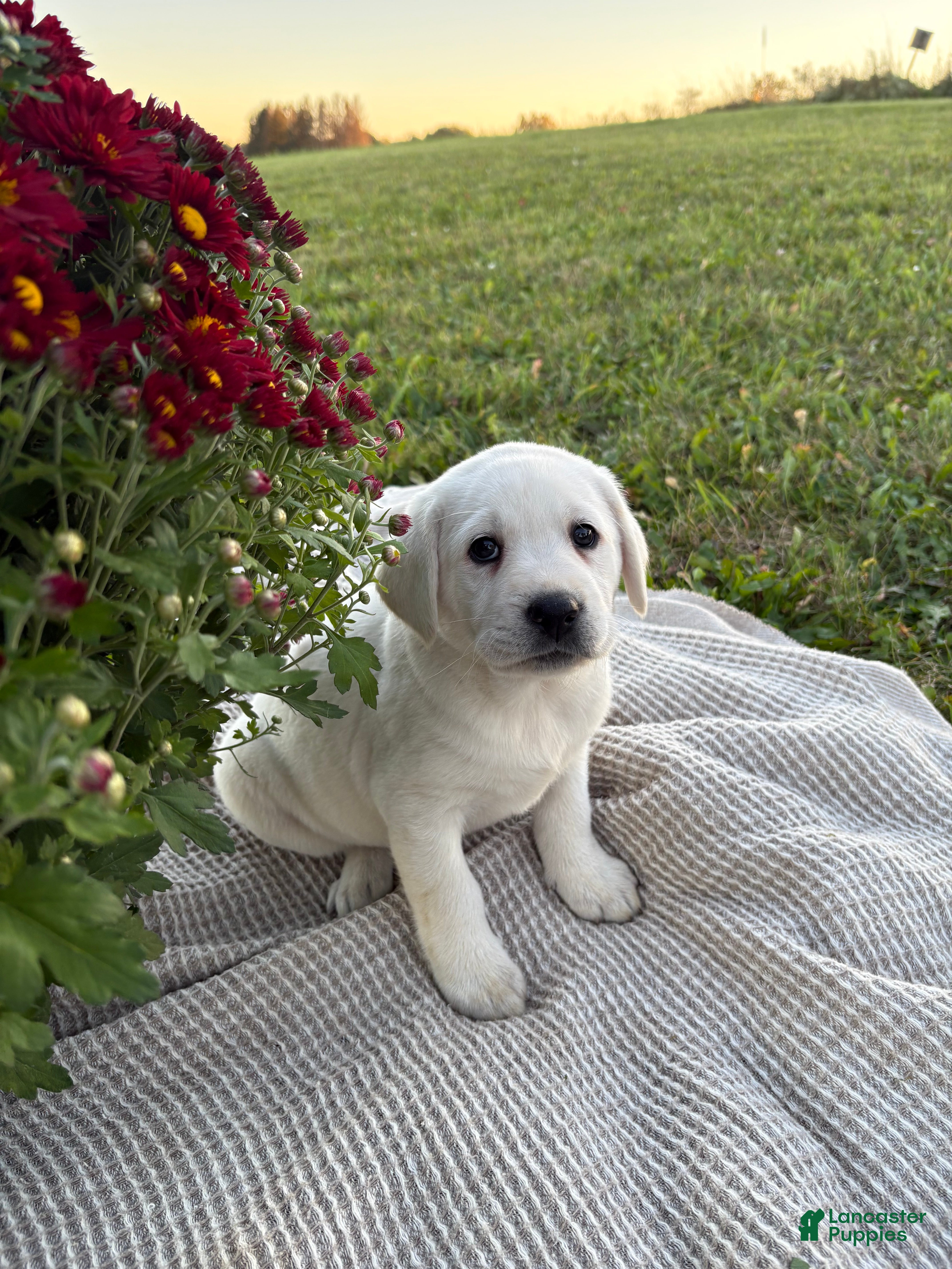 Labrador Retriever dogs for sale: Pansy - Ad 1