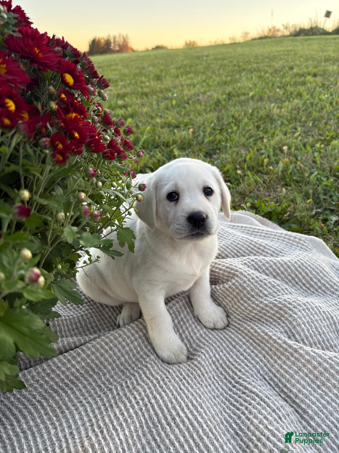 Labrador Retriever dogs for sale: Pansy - Ad 1