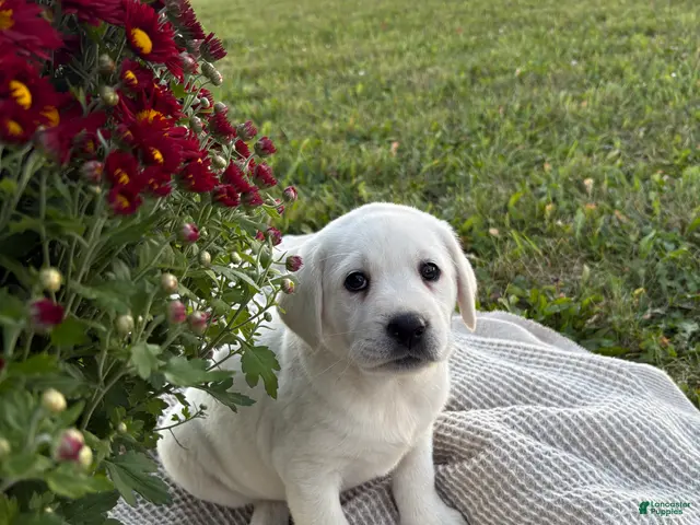 Labrador Retriever dogs for sale: Pansy - Ad 1