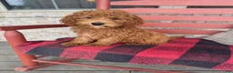 Miniature Labradoodle dogs for sale: Goldie - Ad 5