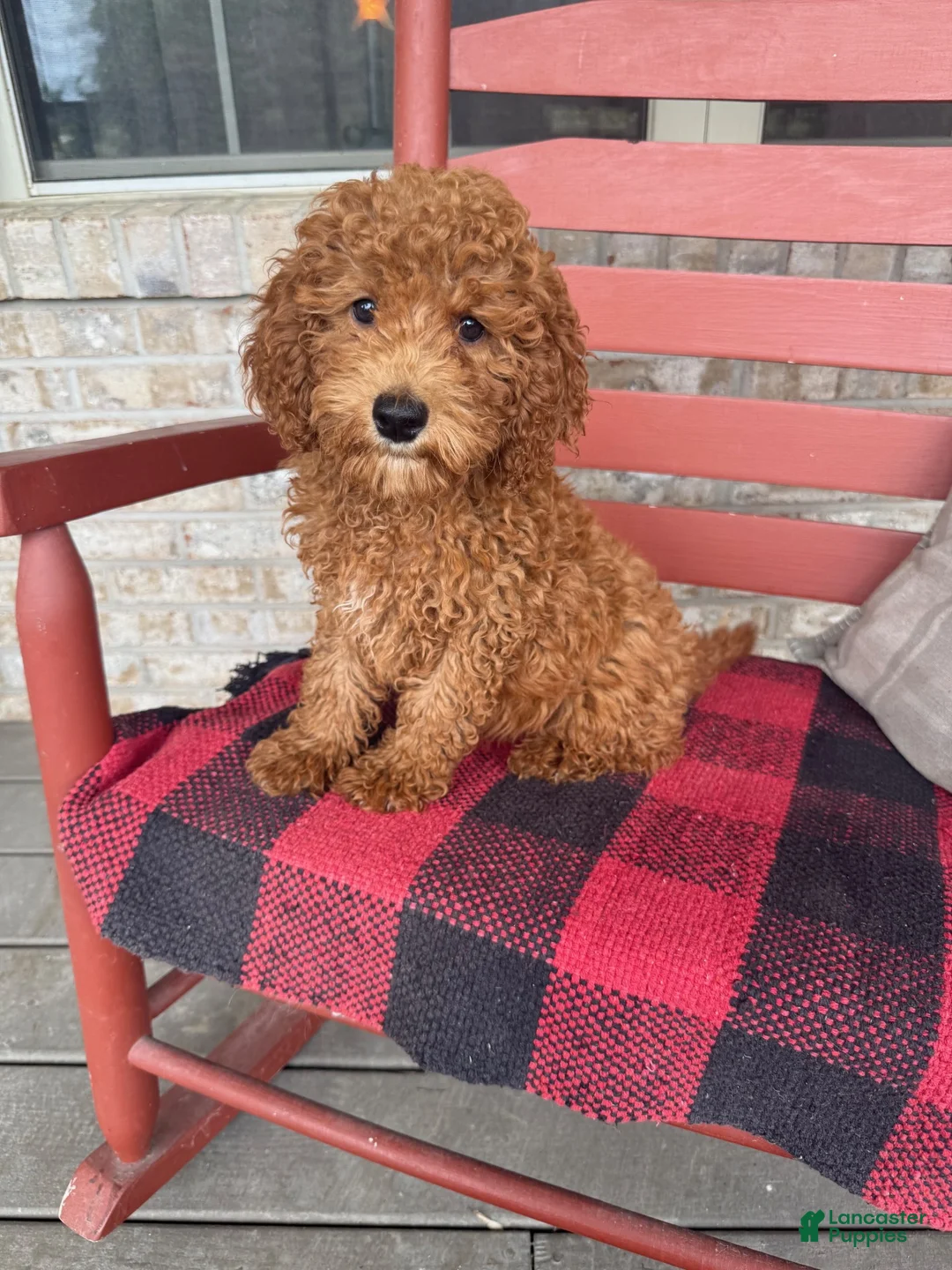Miniature Labradoodle dogs for sale: Goldie - Ad 5