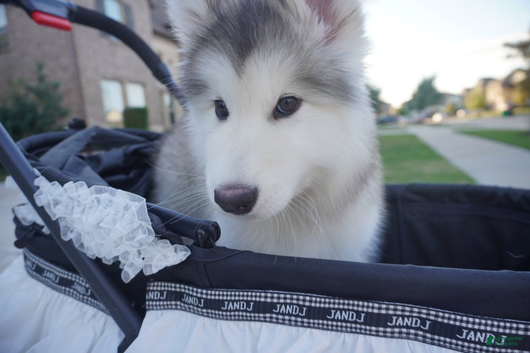 Alaskan Malamute dogs for sale: Xiao Lv - Ad 14