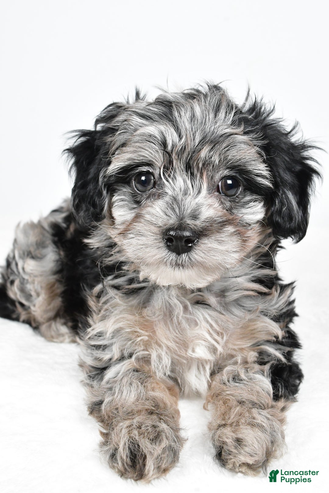 Yorkiepoo dogs for sale: Jingle - Ad 4
