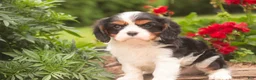 Cavalier King Charles Spaniel dogs for sale: Jerry - Ad 2