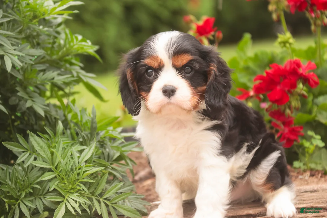 Cavalier King Charles Spaniel dogs for sale: Jerry - Ad 2