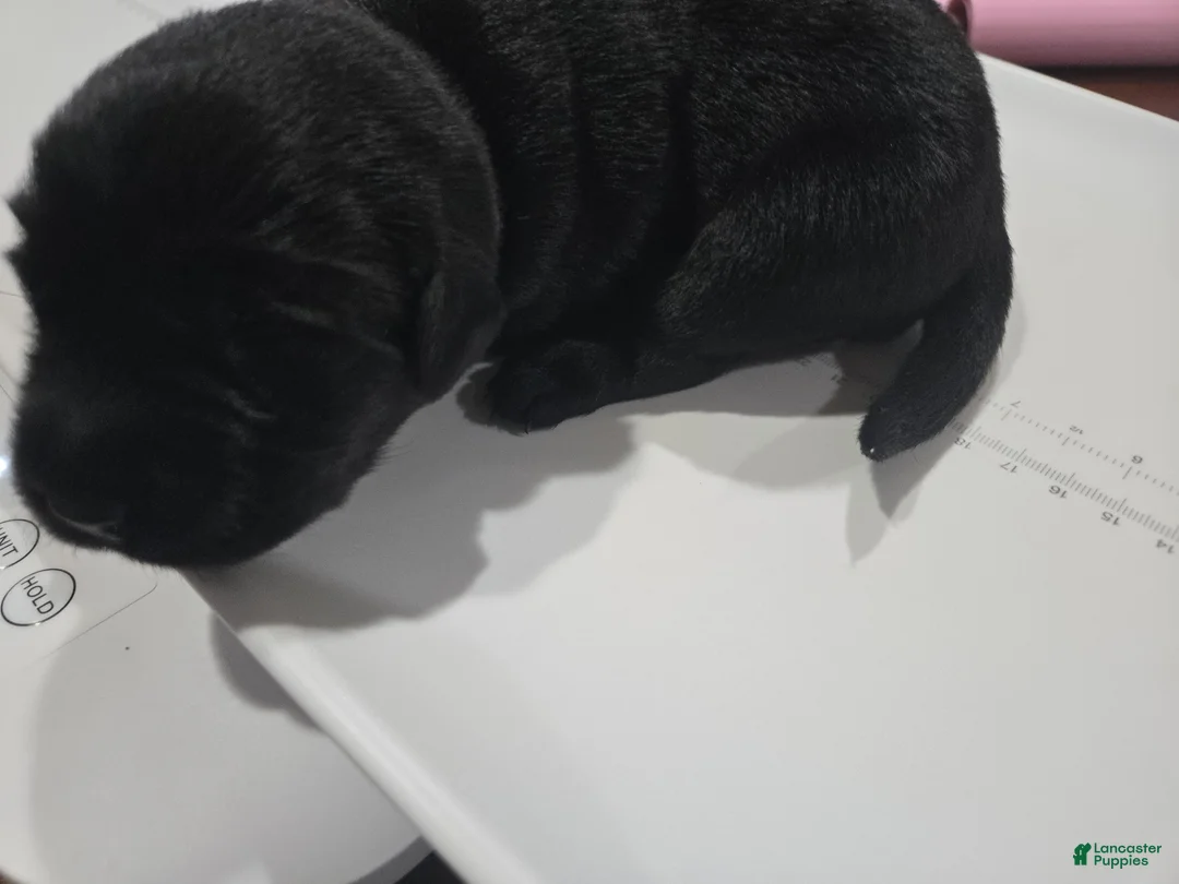 Goldador dogs for sale: Purple collar female  - Ad 1