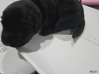 Goldador dogs Purple collar female - Ad 20