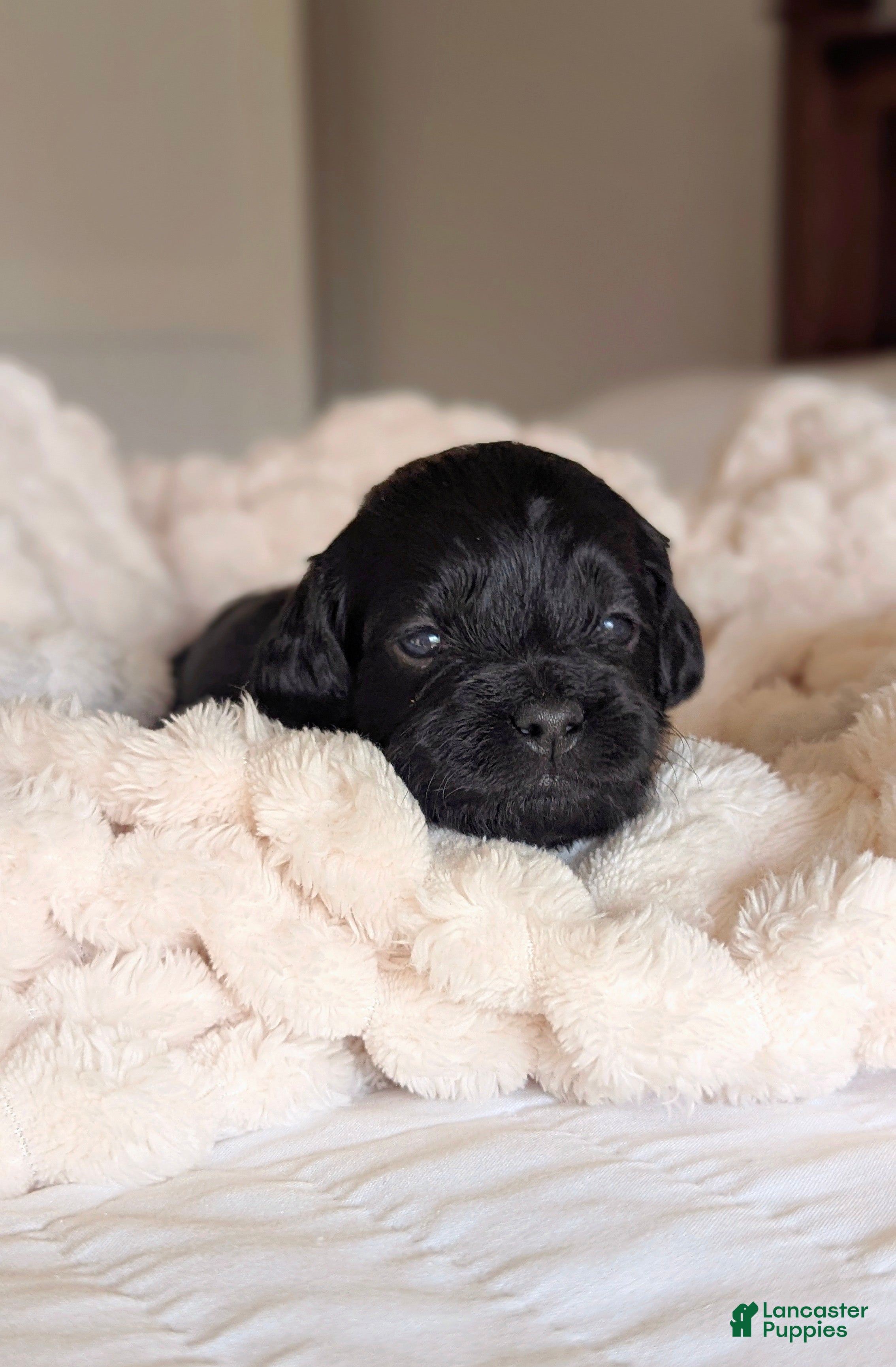 Cockapoo dogs Caspian -Blue Collar - Ad 2