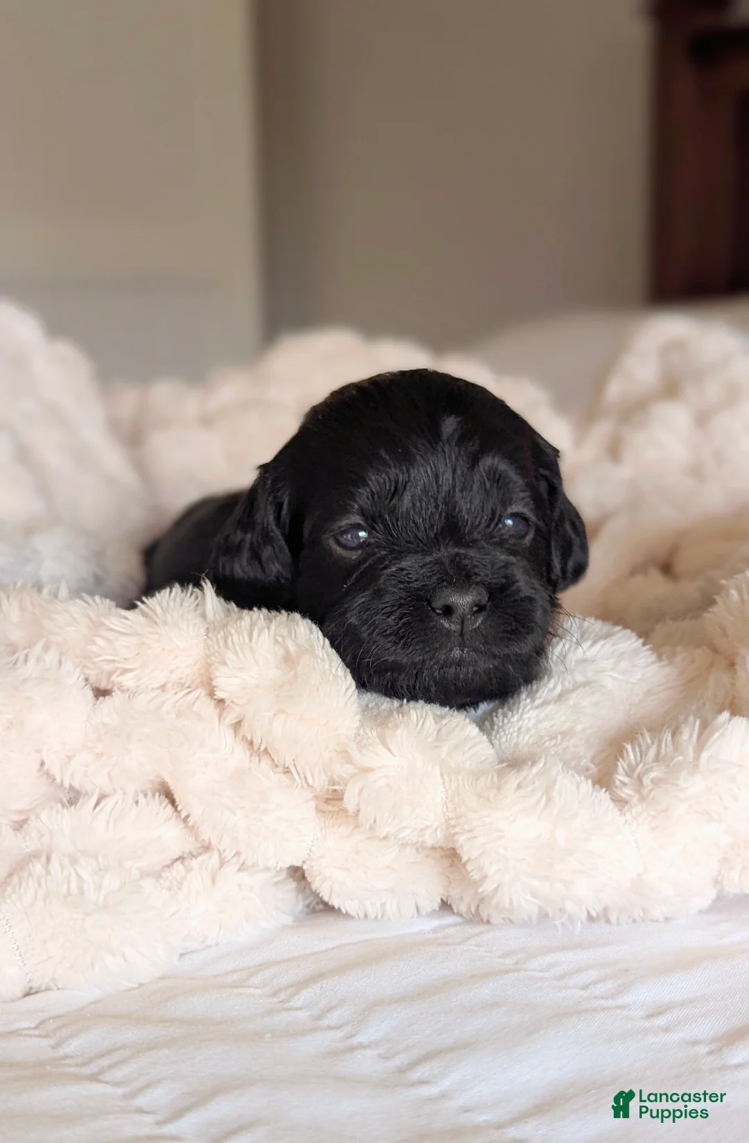 Cockapoo dogs for sale: Caspian -Blue Collar - Ad 2