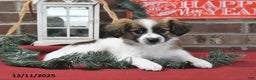 Papillon dogs for sale: Oreo - Ad 4