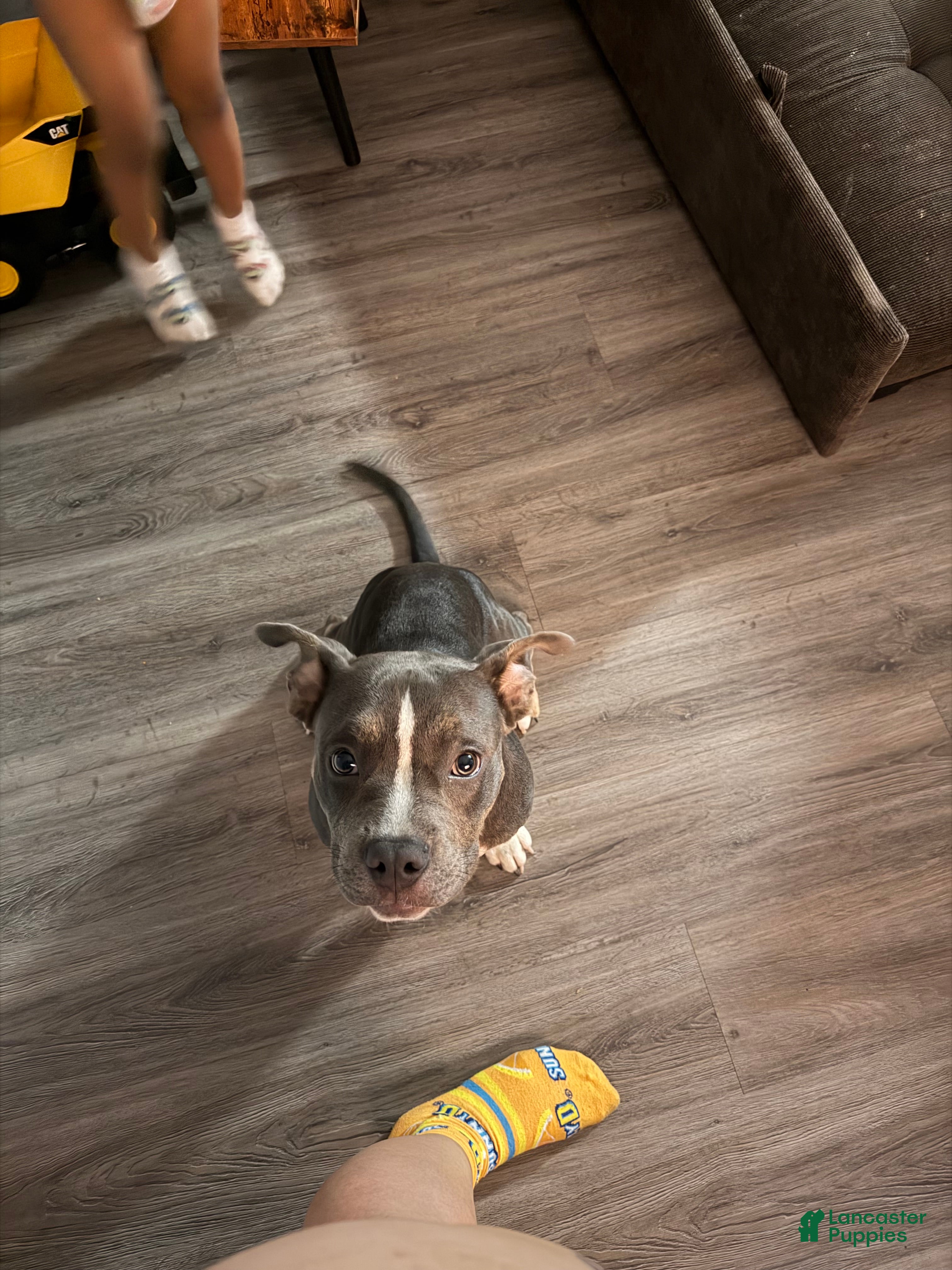 American Pit Bull Terrier dogs American Pit Bull Terrier 1 - Ad 4