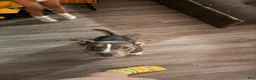 American Pit Bull Terrier dogs for sale: American Pit Bull Terrier 1 - Ad 1