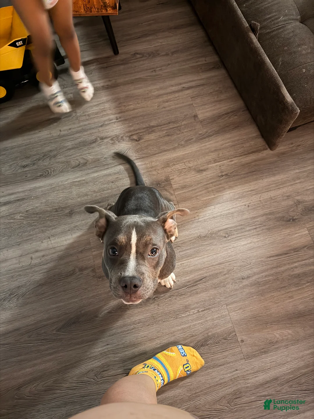 American Pit Bull Terrier dogs for sale: American Pit Bull Terrier 1 - Ad 1