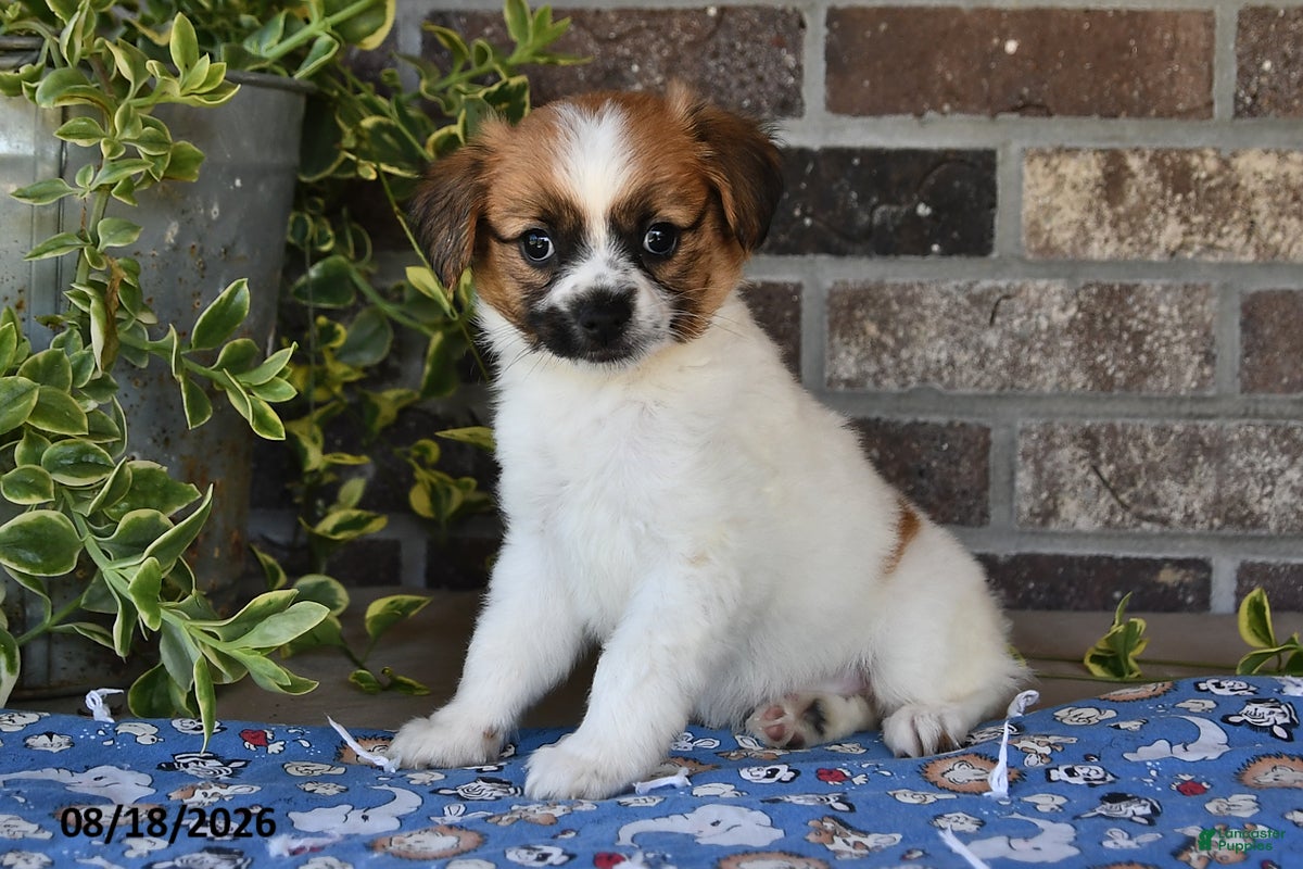 Papillon dogs Ace - Ad 2