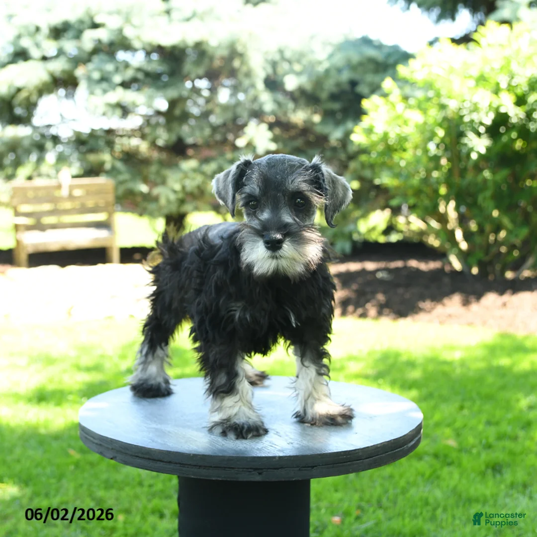 Miniature Schnauzer dogs for sale: Jojo  - Ad 2