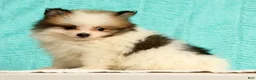 Pomeranian dogs for sale: Mitch - Ad 6
