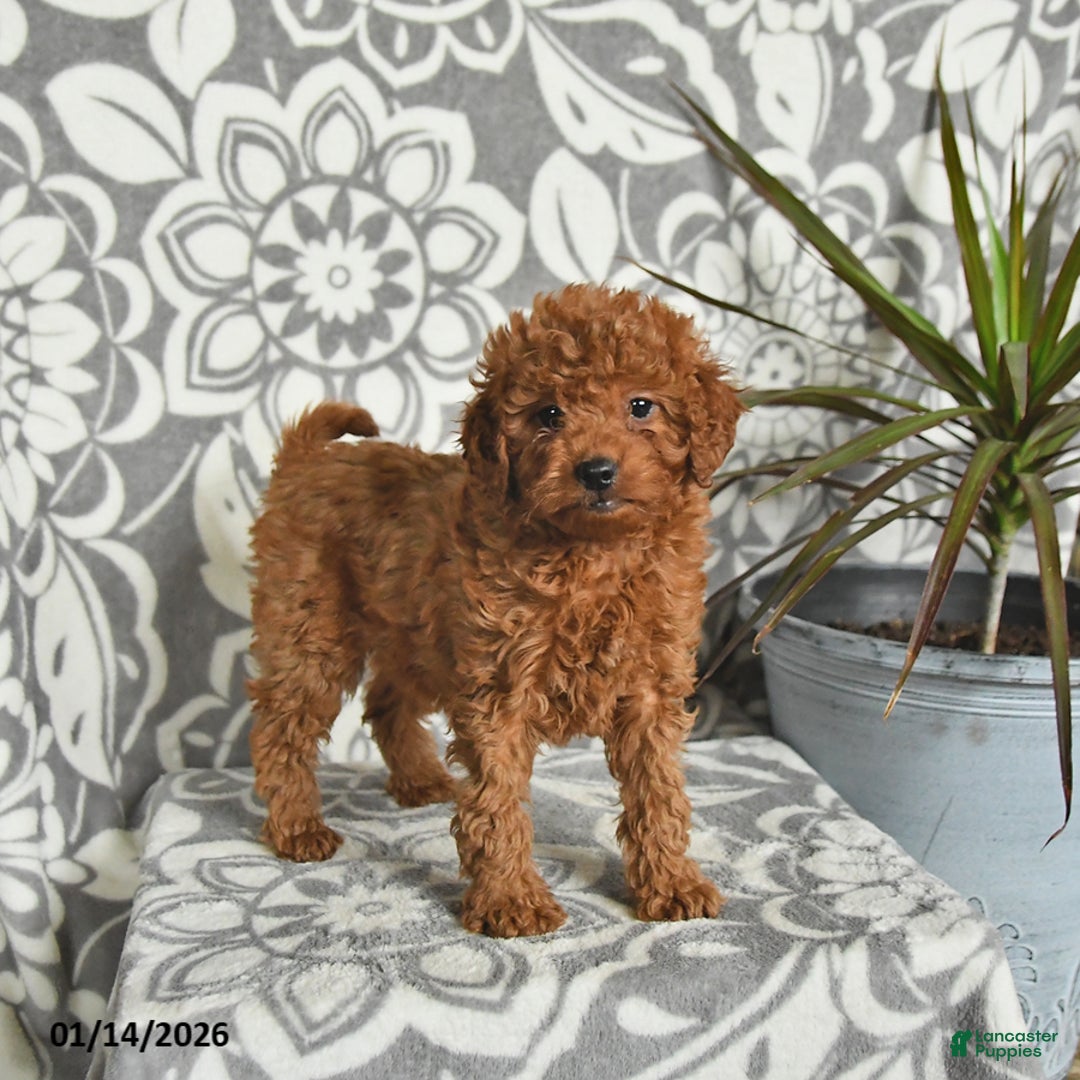 Mini Goldendoodle dogs for sale: Raven - Ad 2