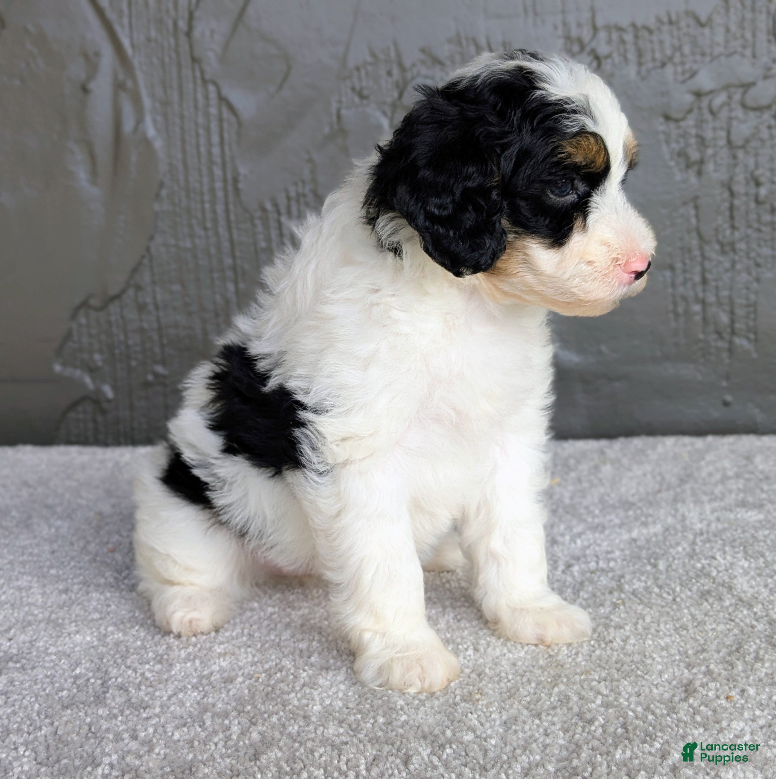 Mini Bernedoodle dogs Allison  - Ad 2