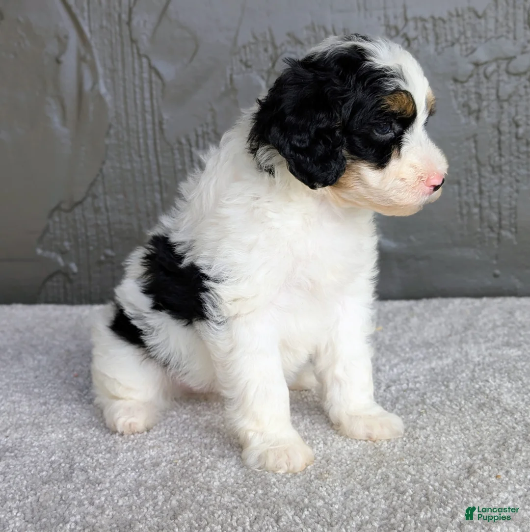 Mini Bernedoodle dogs for sale: Allison  - Ad 2