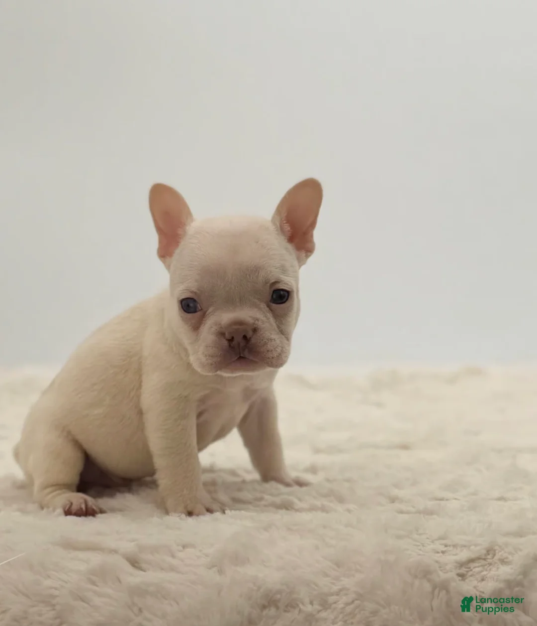 French Bulldog dogs for sale: 🐶 Meet Theo – AKC Male French Bulldog - Ad 2