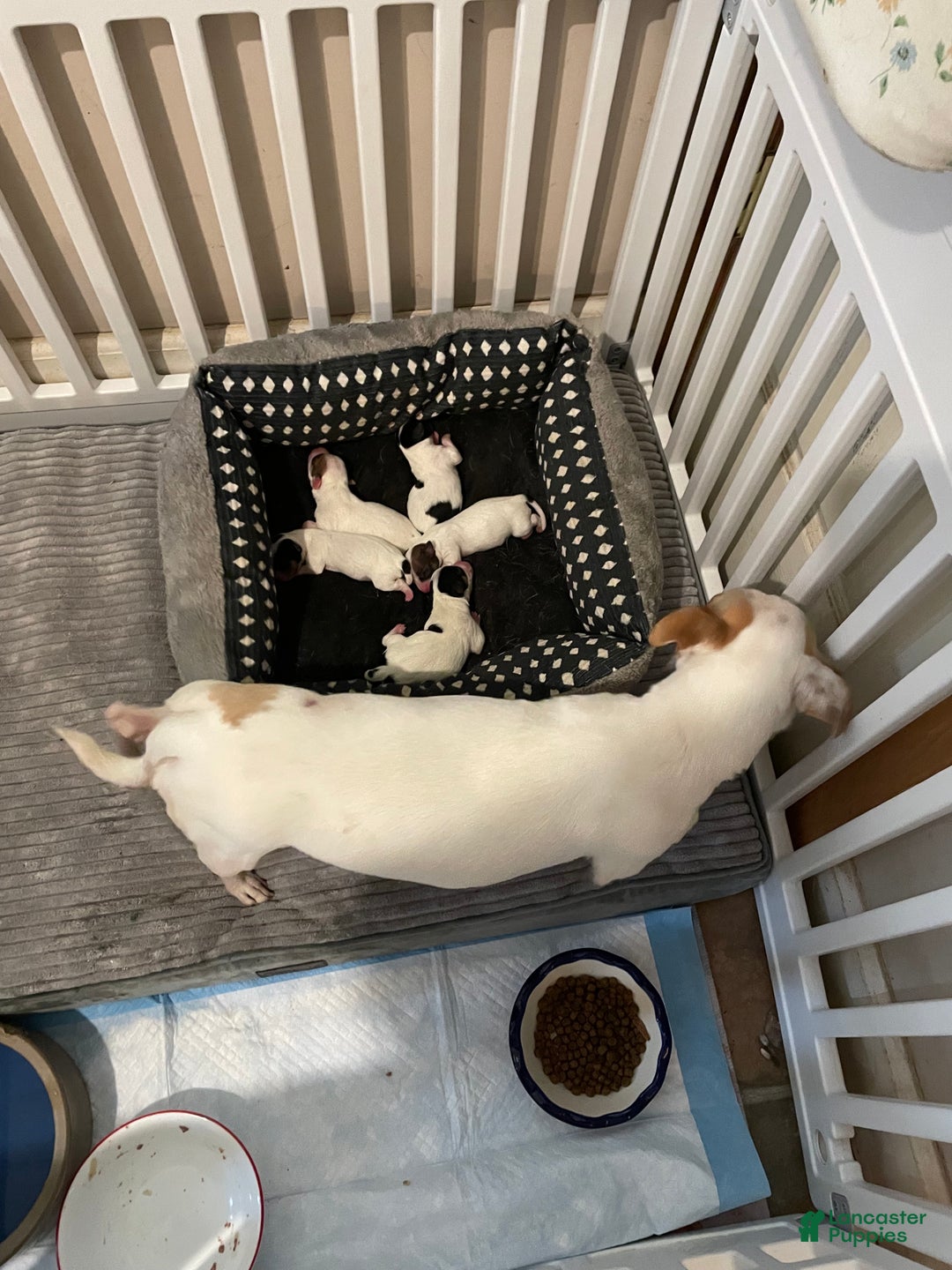 Chihuahua dogs for sale: Lucille - Ad 38