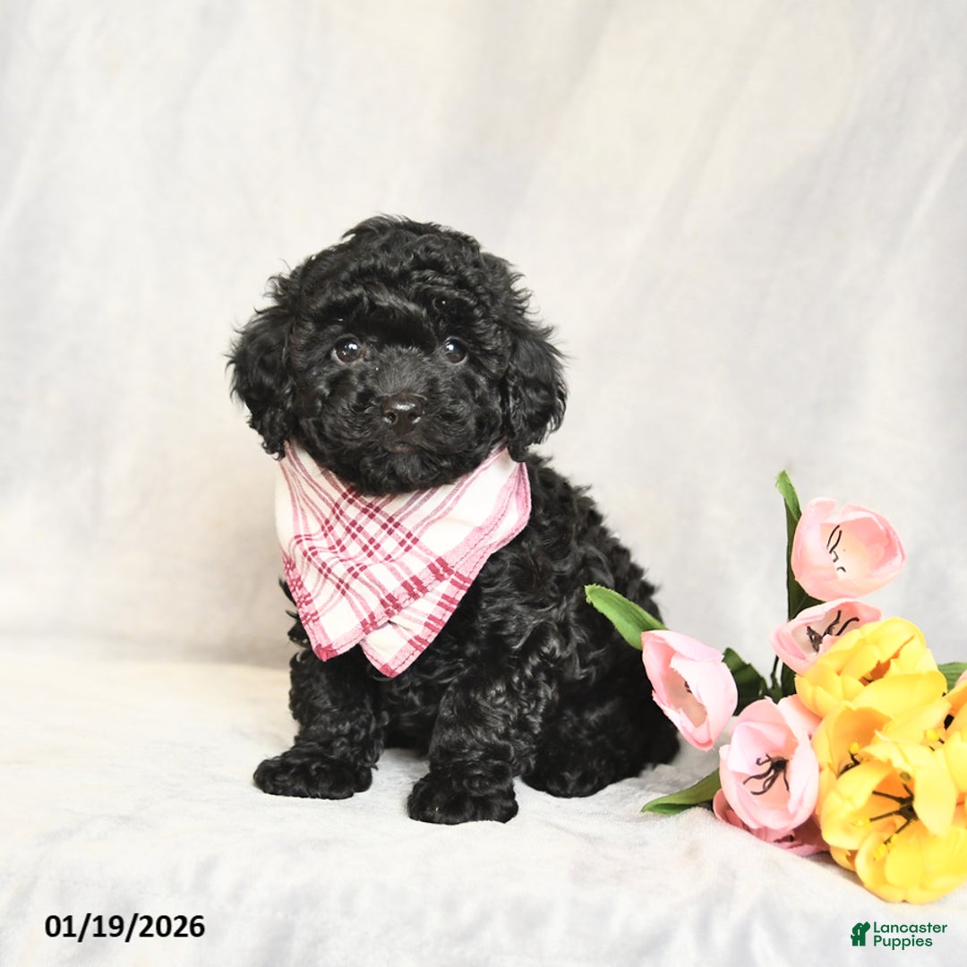 Toy Poodle dogs for sale: Ebony - Ad 4