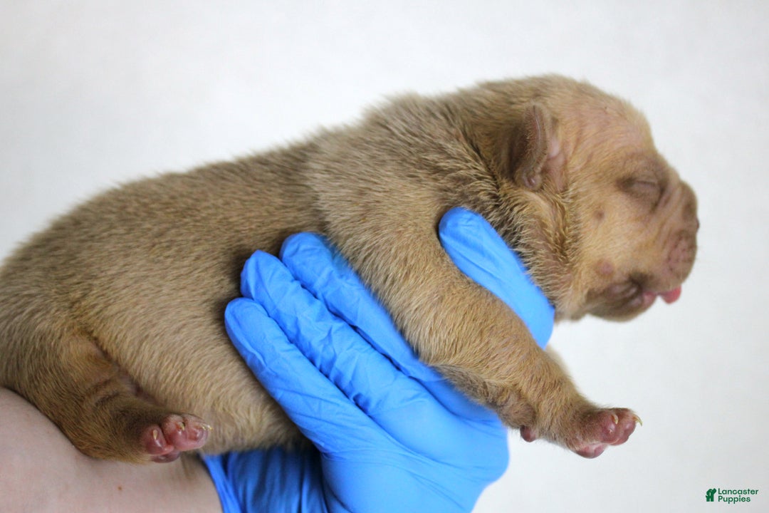 American Bully dogs for sale: Lilac Female - Ad 11