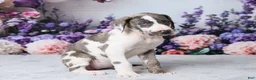 Great Dane dogs for sale: Annie - Ad 5