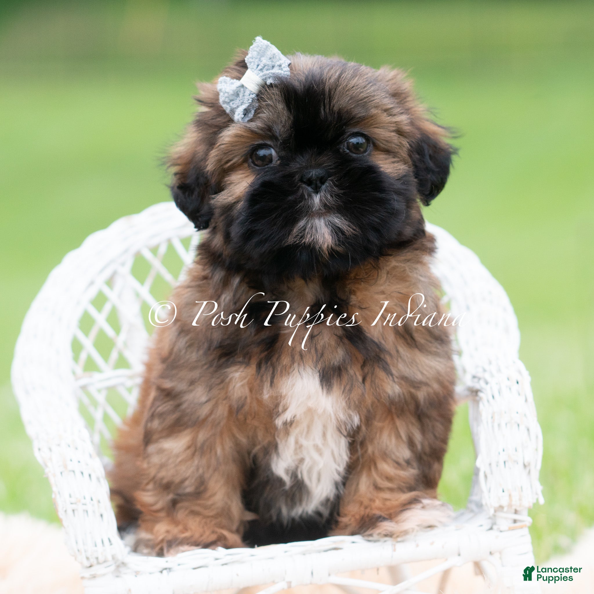 Shih Tzu dogs for sale: Ace AKC - Ad 4