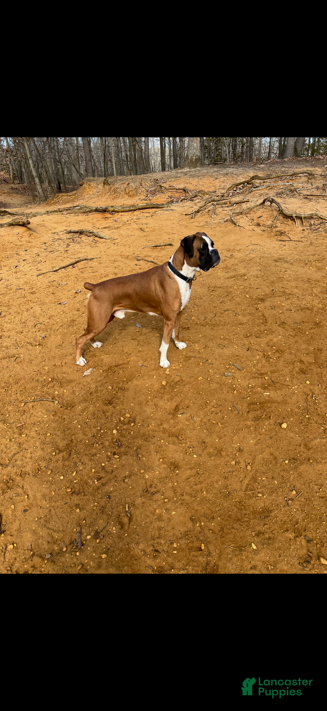 Boxer dogs for sale: Flash - Ad 4