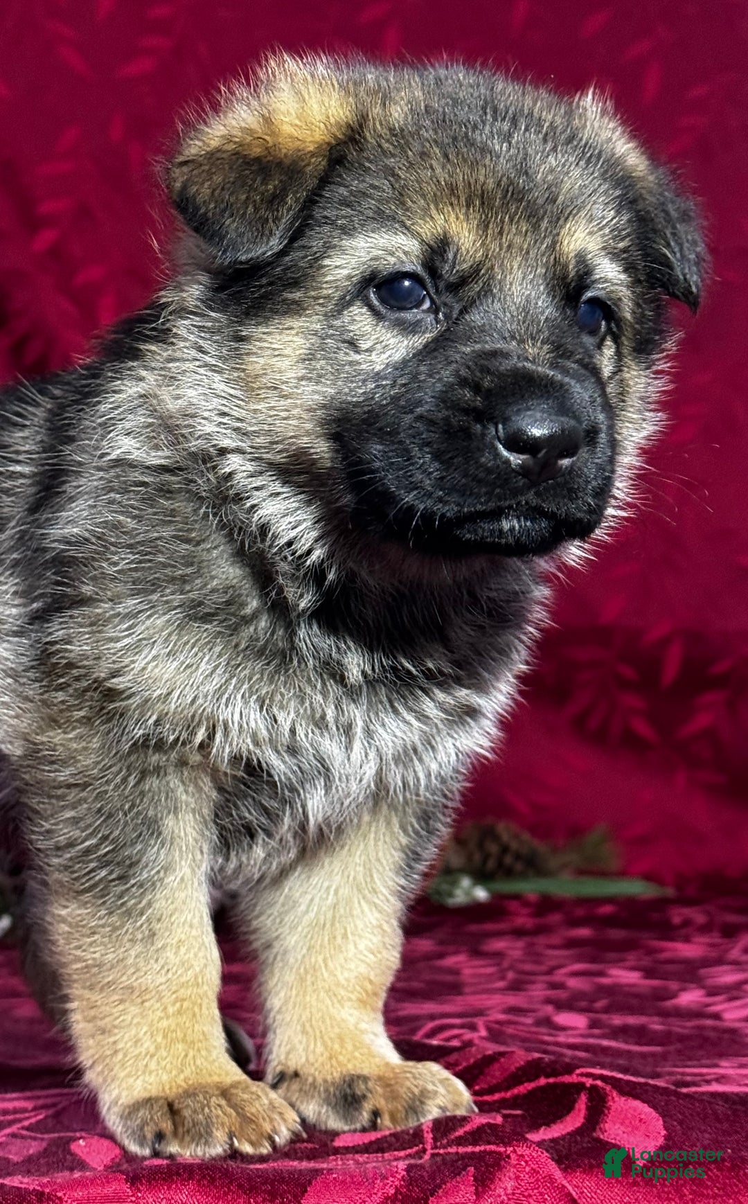 German Shepherd dogs for sale: Oakley - Ad 8