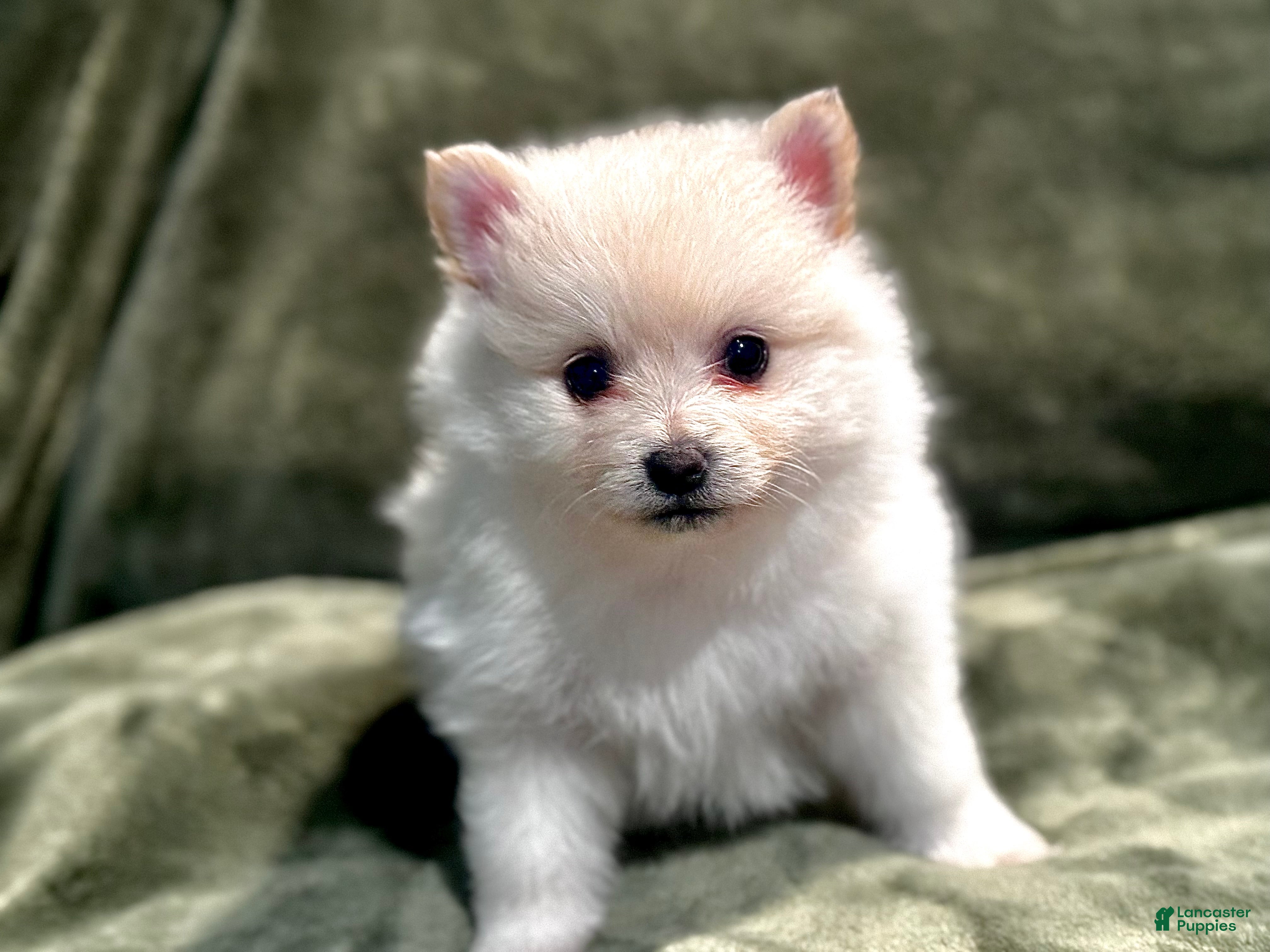 Pomeranian dogs Henry - Ad 2